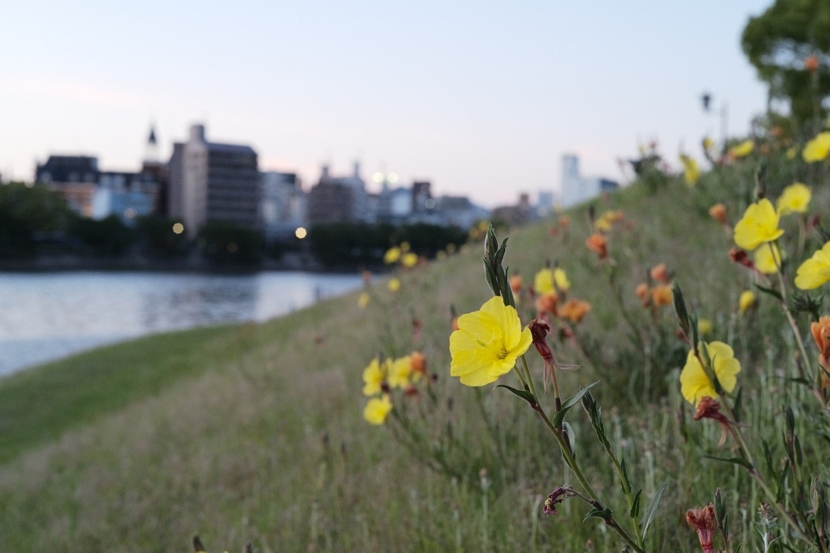 f:id:asahipontax:20200521213820j:plain