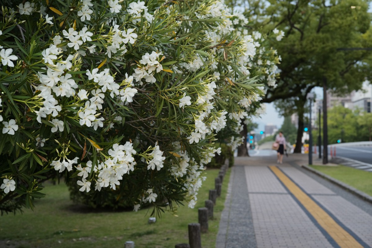 f:id:asahipontax:20200607163824j:plain f:id:asahipontax:20200607163824j:plain