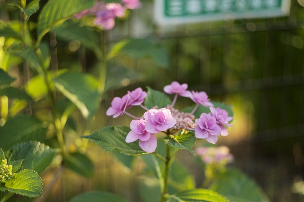 f:id:asahipontax:20200610170843j:plain