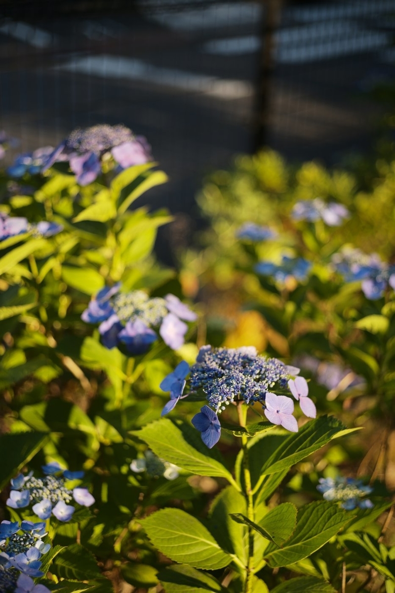 f:id:asahipontax:20200610170853j:plain