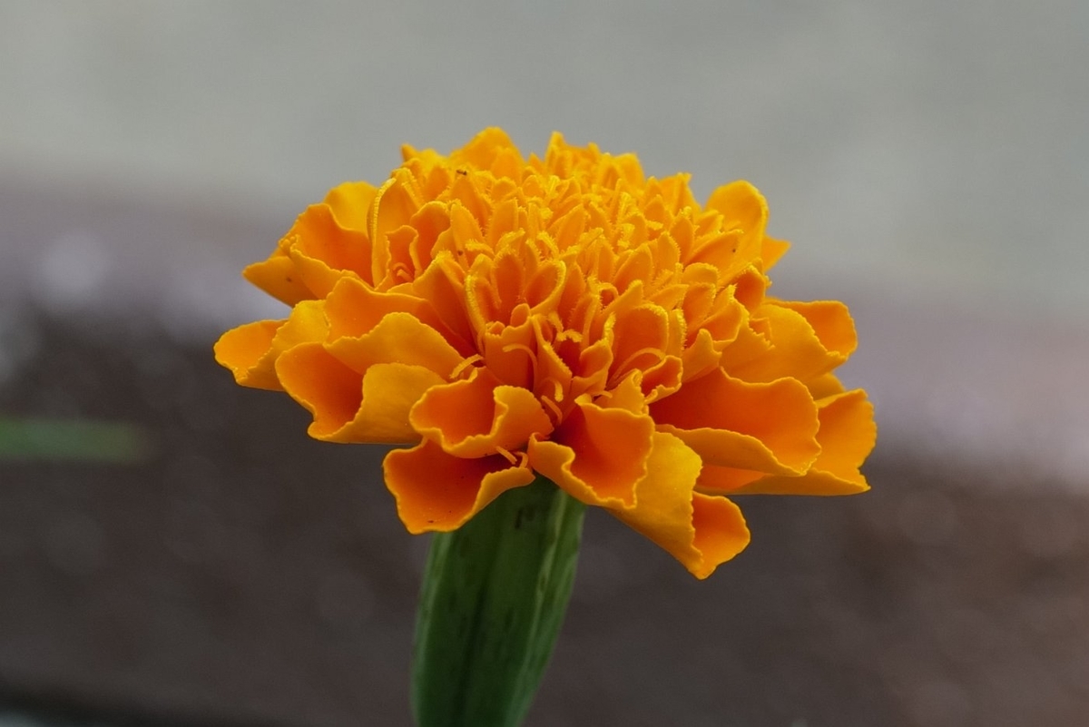 f:id:asahipontax:20200820160329j:plain