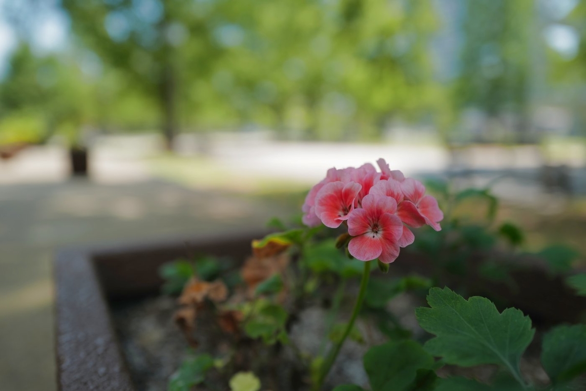 f:id:asahipontax:20200820160345j:plain