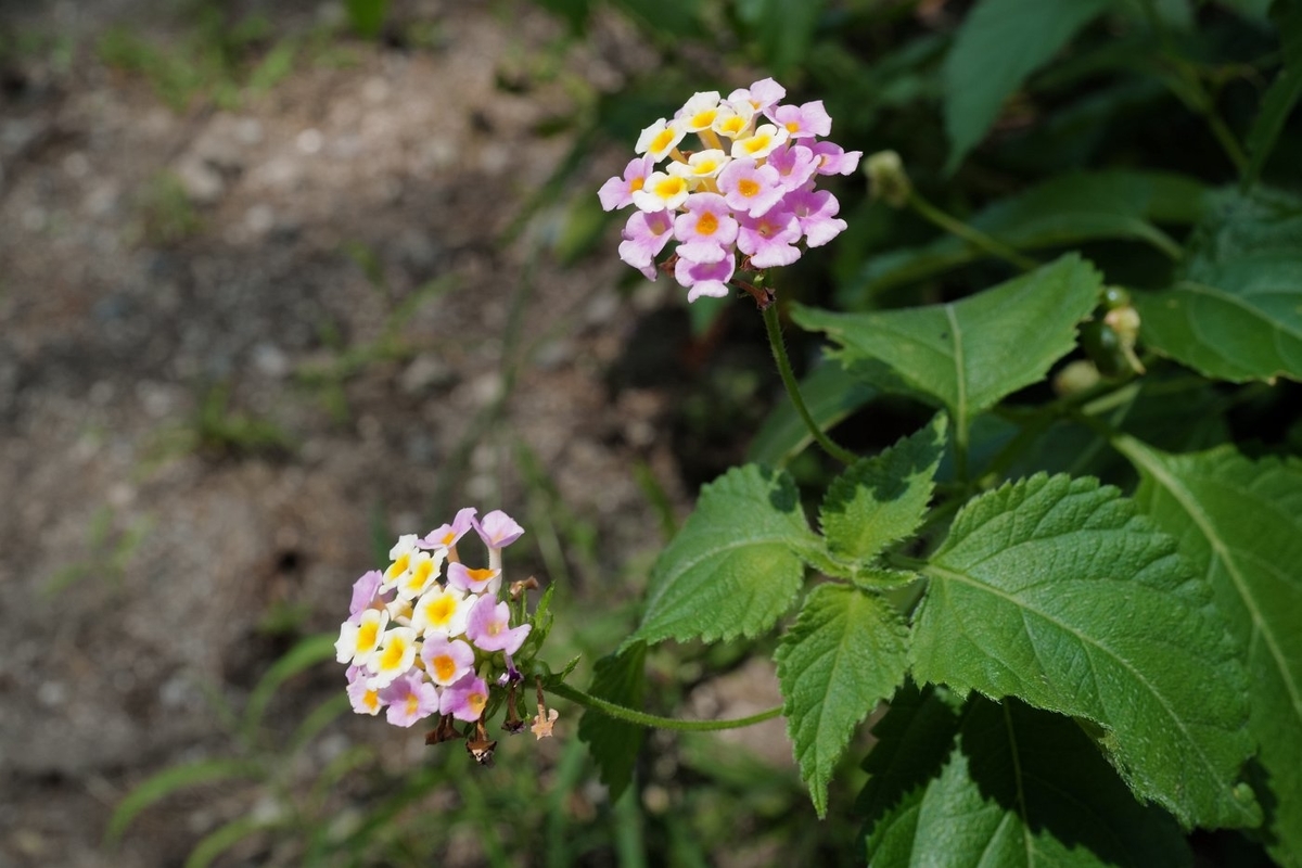 f:id:asahipontax:20200820160401j:plain
