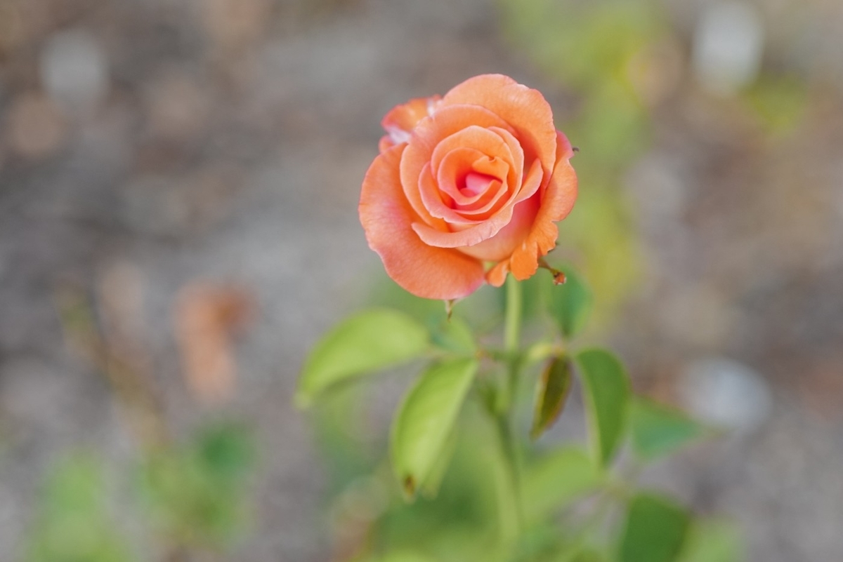 f:id:asahipontax:20200826205937j:plain