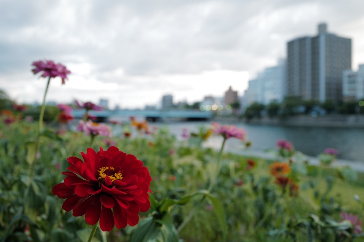 f:id:asahipontax:20200826210119j:plain