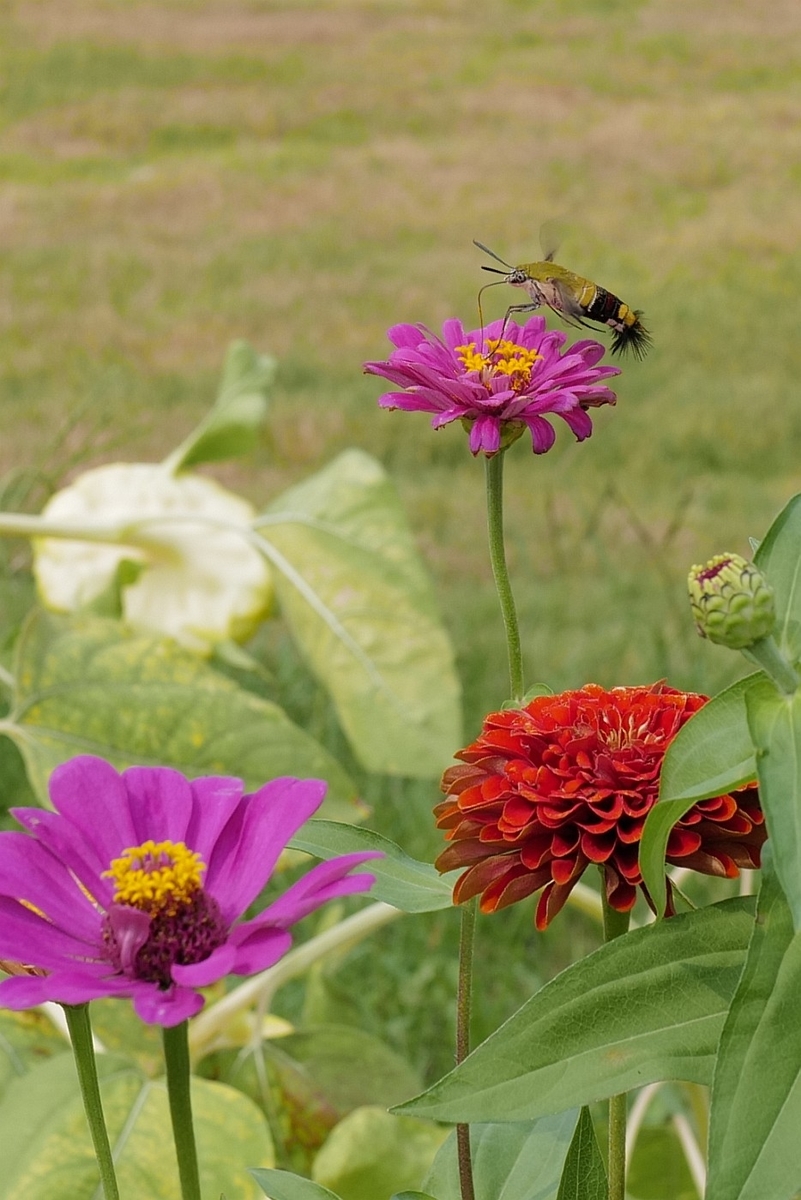 f:id:asahipontax:20200911003624j:plain