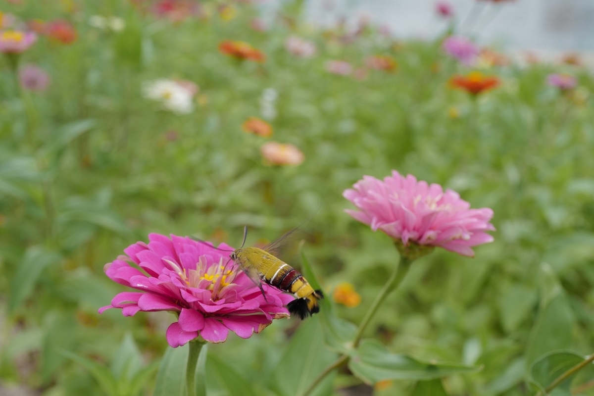 f:id:asahipontax:20200911003644j:plain