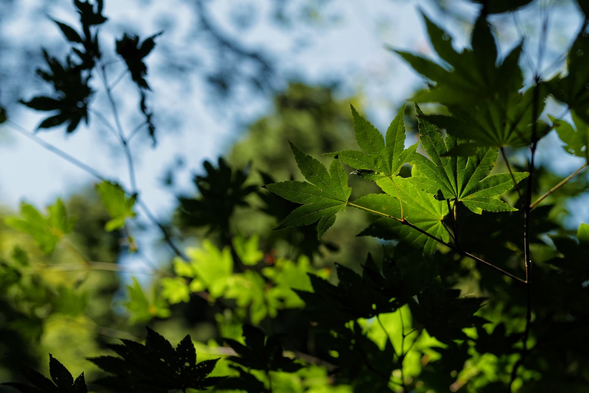 f:id:asahipontax:20200919230055j:plain