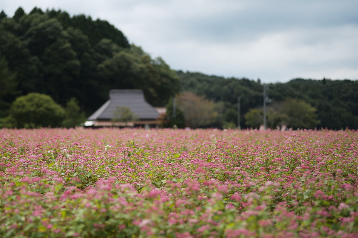 f:id:asahipontax:20200920205327j:plain