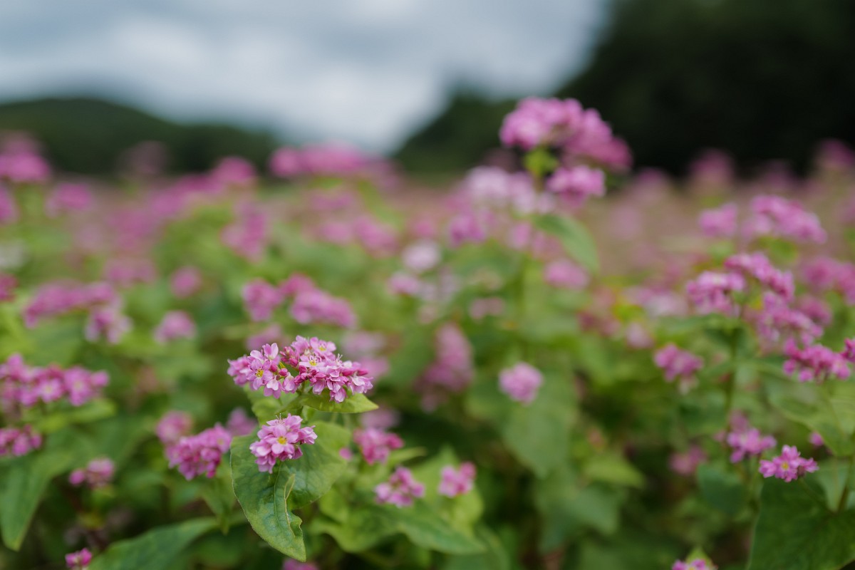 f:id:asahipontax:20200920205418j:plain