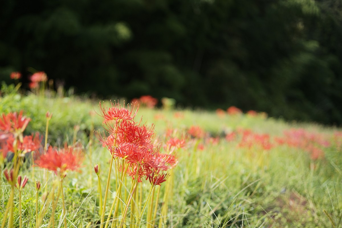 f:id:asahipontax:20200920205603j:plain