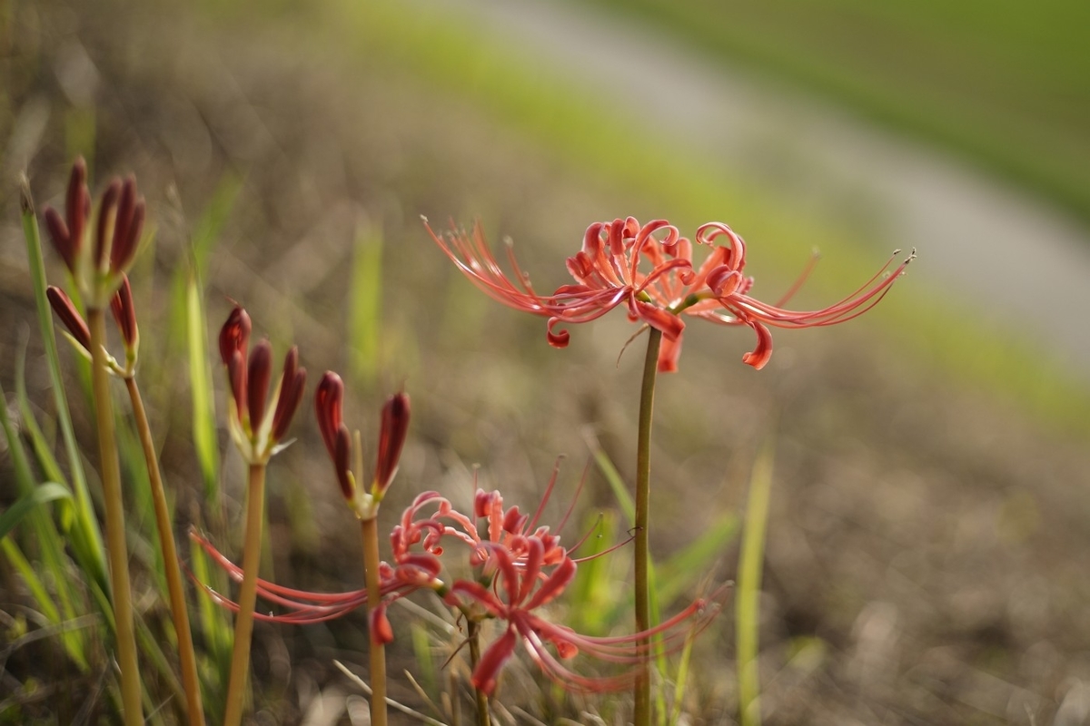 f:id:asahipontax:20200922174123j:plain