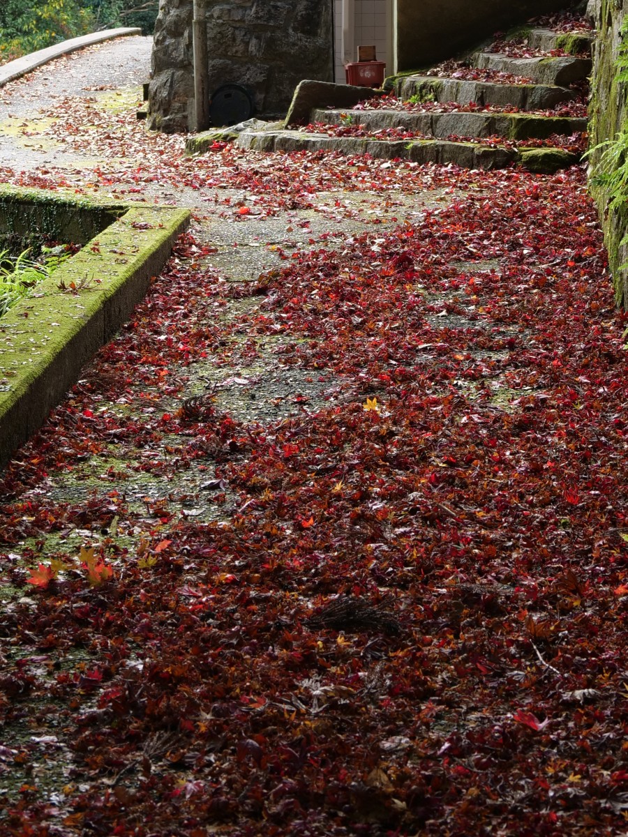 f:id:asahipontax:20201122125213j:plain