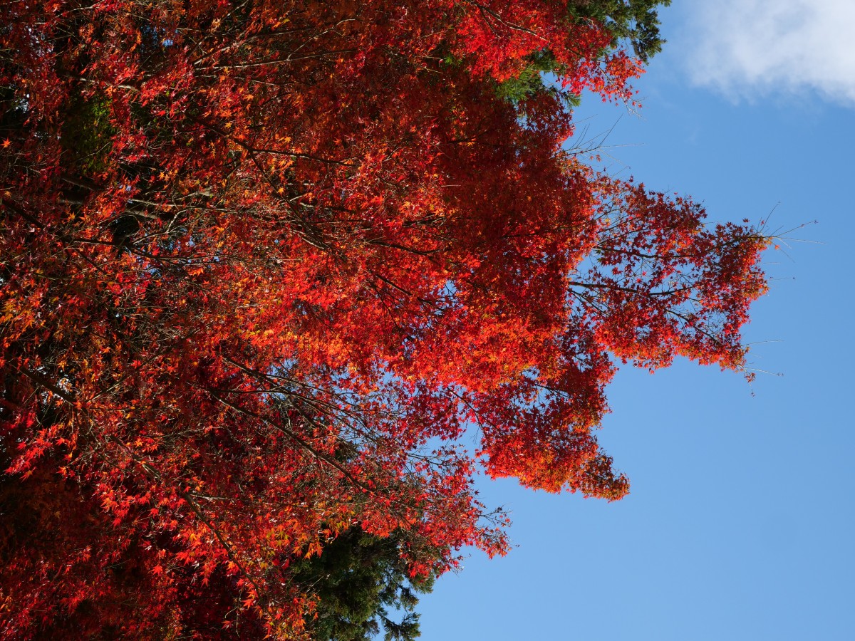 f:id:asahipontax:20201122125239j:plain