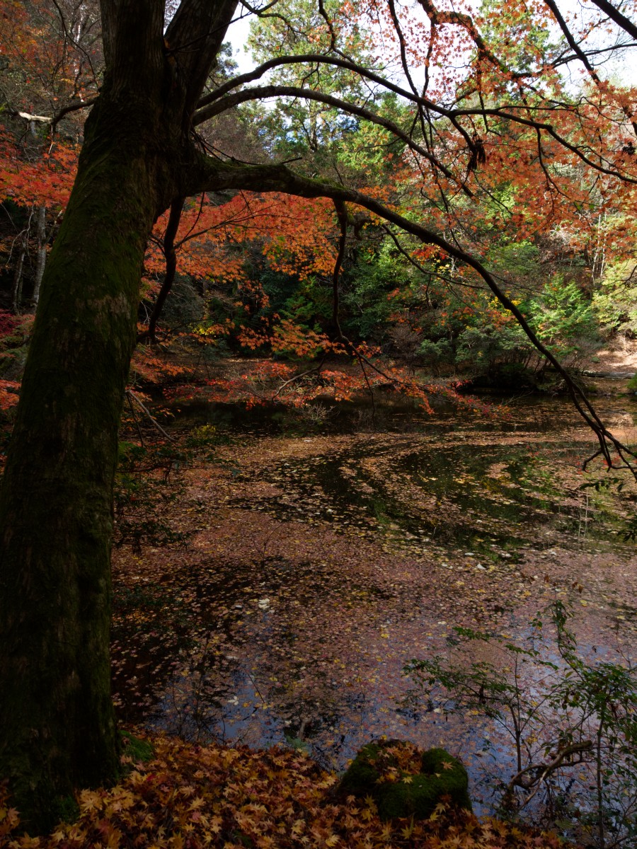 f:id:asahipontax:20201122125729j:plain