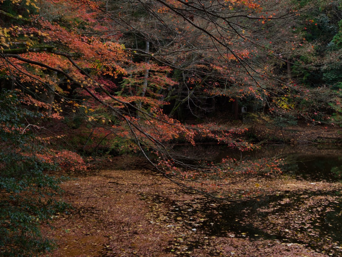 f:id:asahipontax:20201122125912j:plain