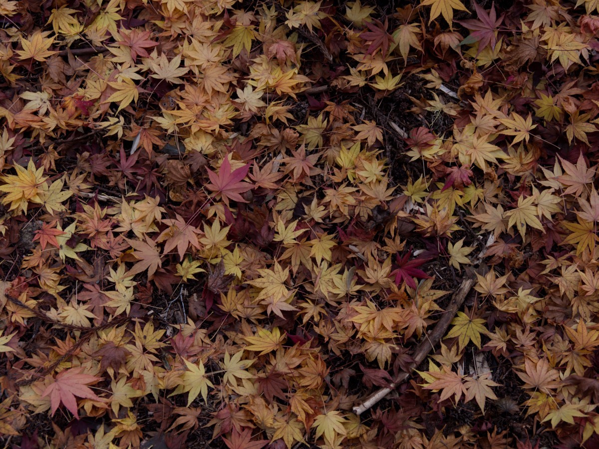 f:id:asahipontax:20201122125952j:plain