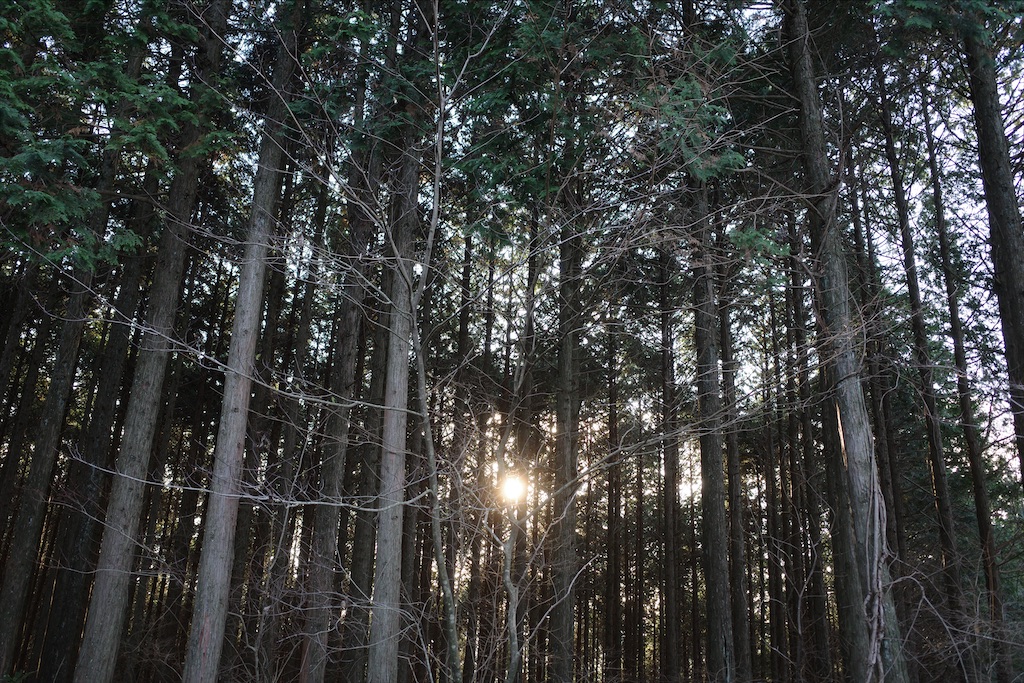 f:id:asahipontax:20201130231503j:image