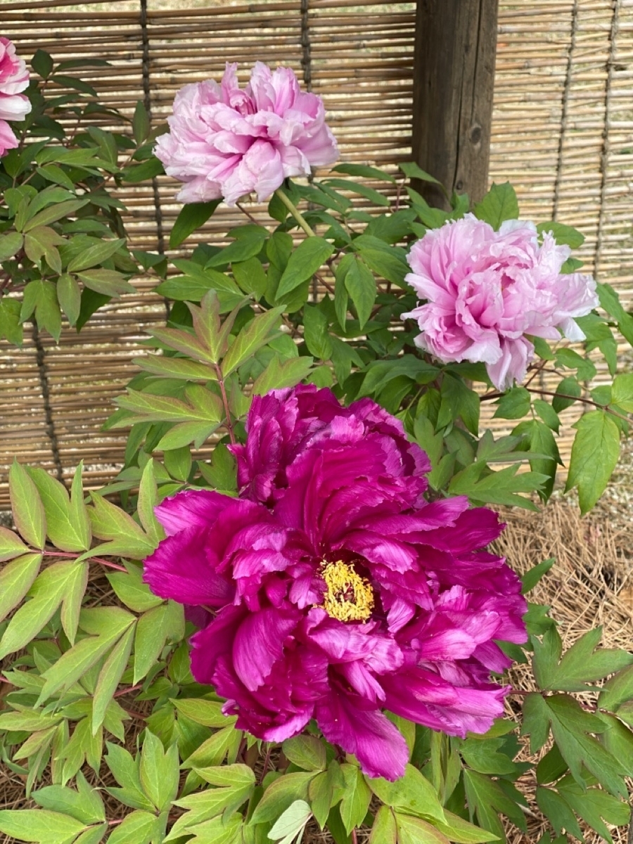 f:id:asahipontax:20210113190440j:plain