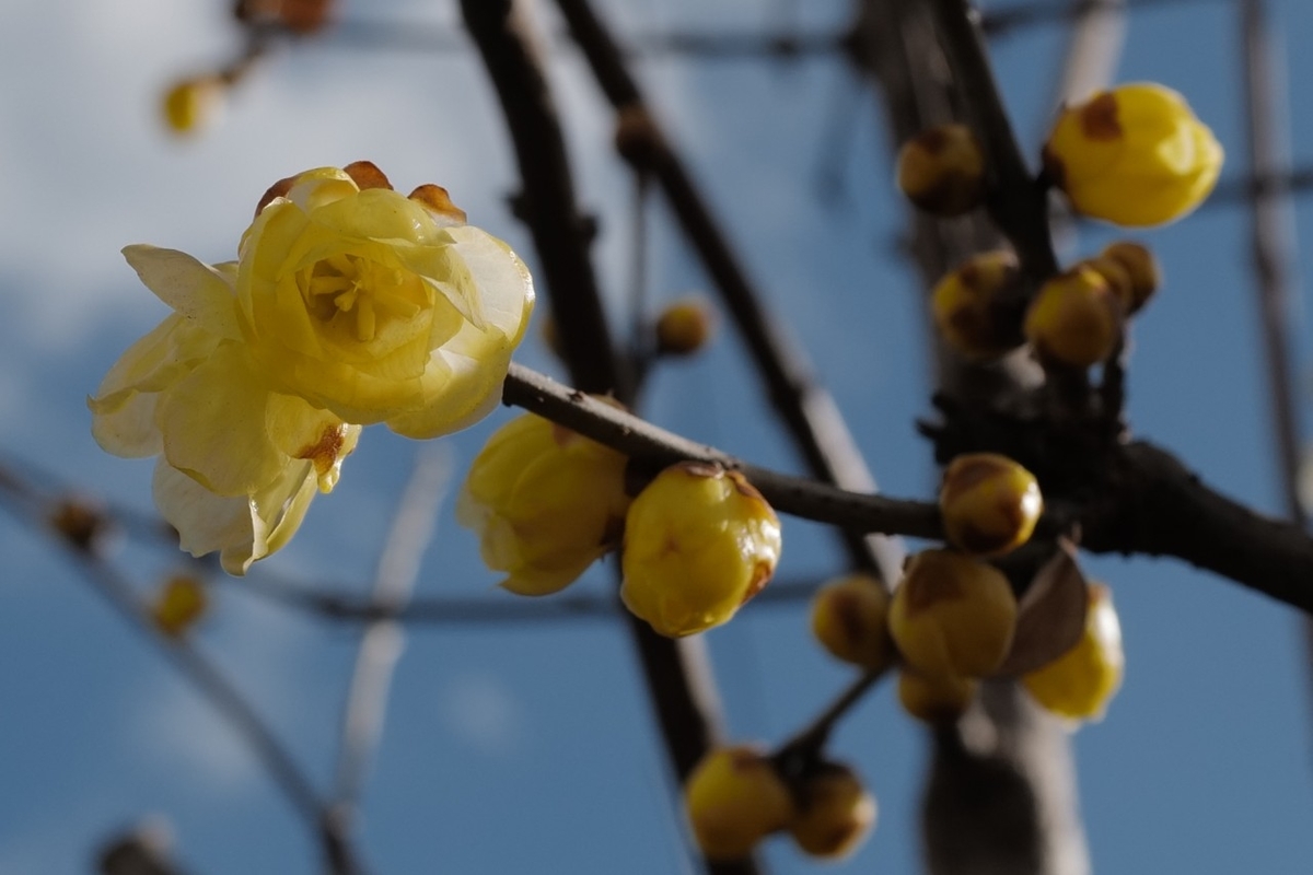 f:id:asahipontax:20210118062402j:plain