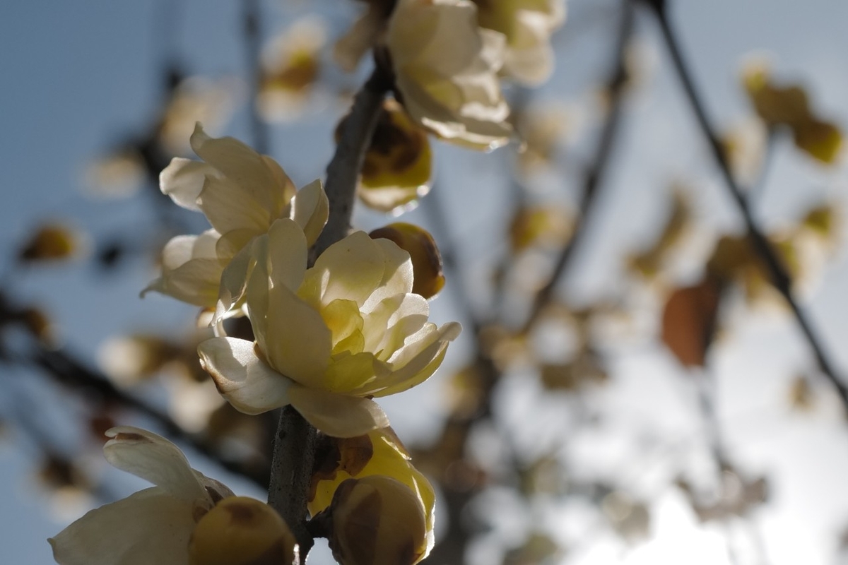 f:id:asahipontax:20210118062436j:plain