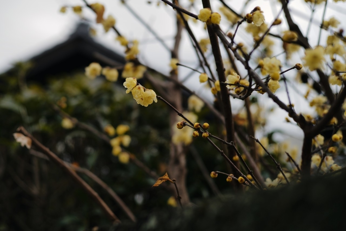 f:id:asahipontax:20210124221059j:plain