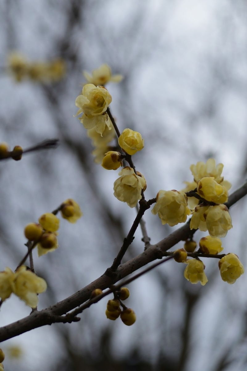 f:id:asahipontax:20210124221112j:plain