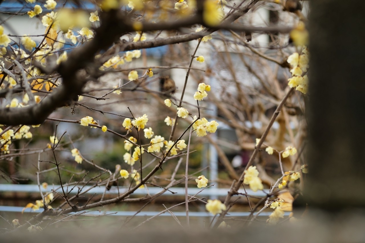 f:id:asahipontax:20210124221130j:plain