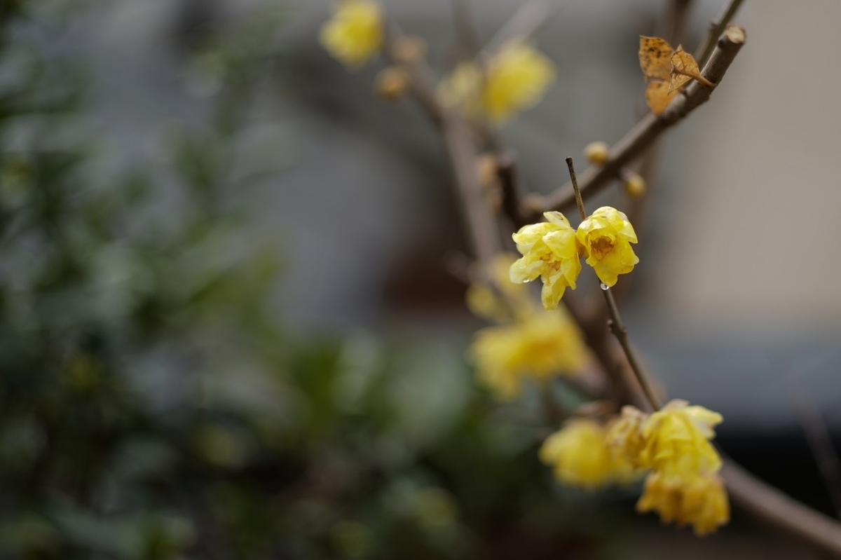 f:id:asahipontax:20210124221208j:plain