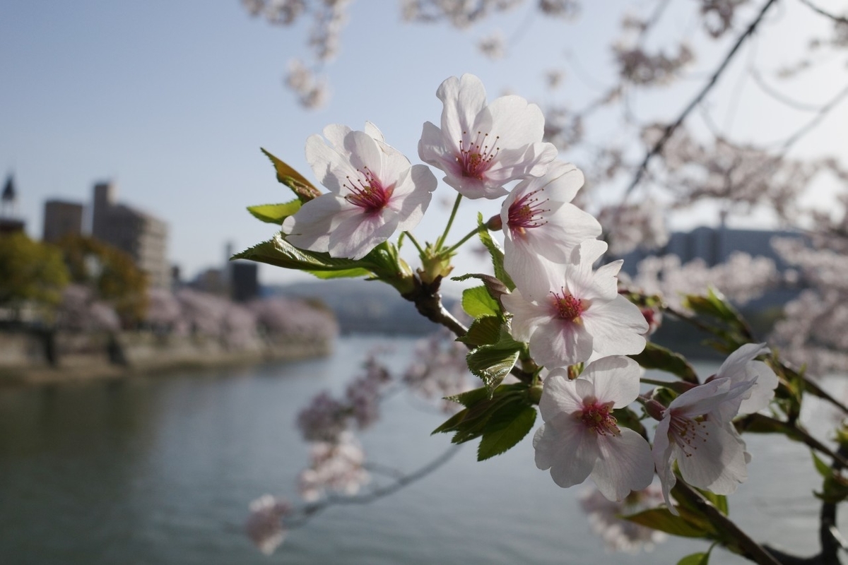 f:id:asahipontax:20210331165207j:plain