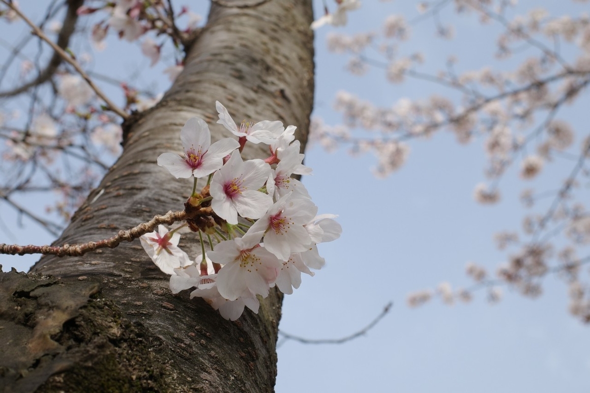 f:id:asahipontax:20210331165534j:plain