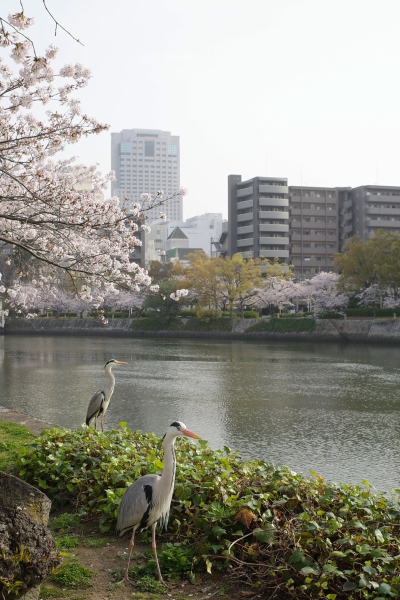 f:id:asahipontax:20210331165601j:plain