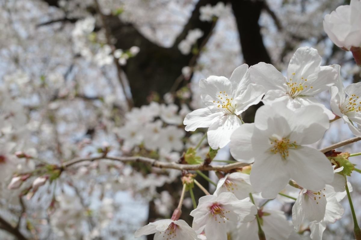 f:id:asahipontax:20210331165718j:plain