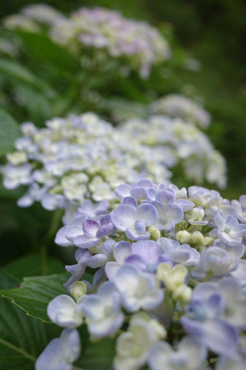 f:id:asahipontax:20210606220610j:plain