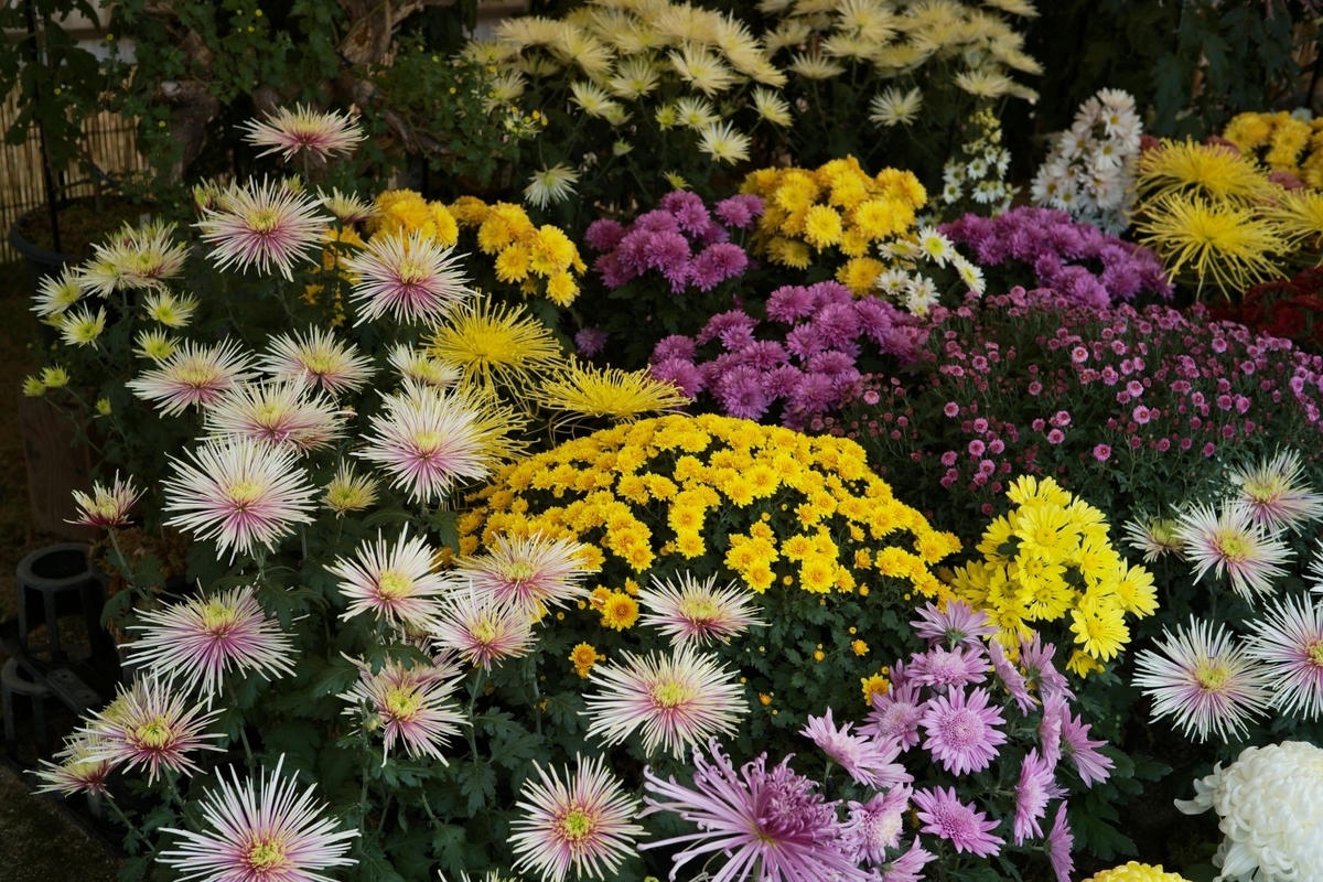 f:id:asahipontax:20211103231417j:plain