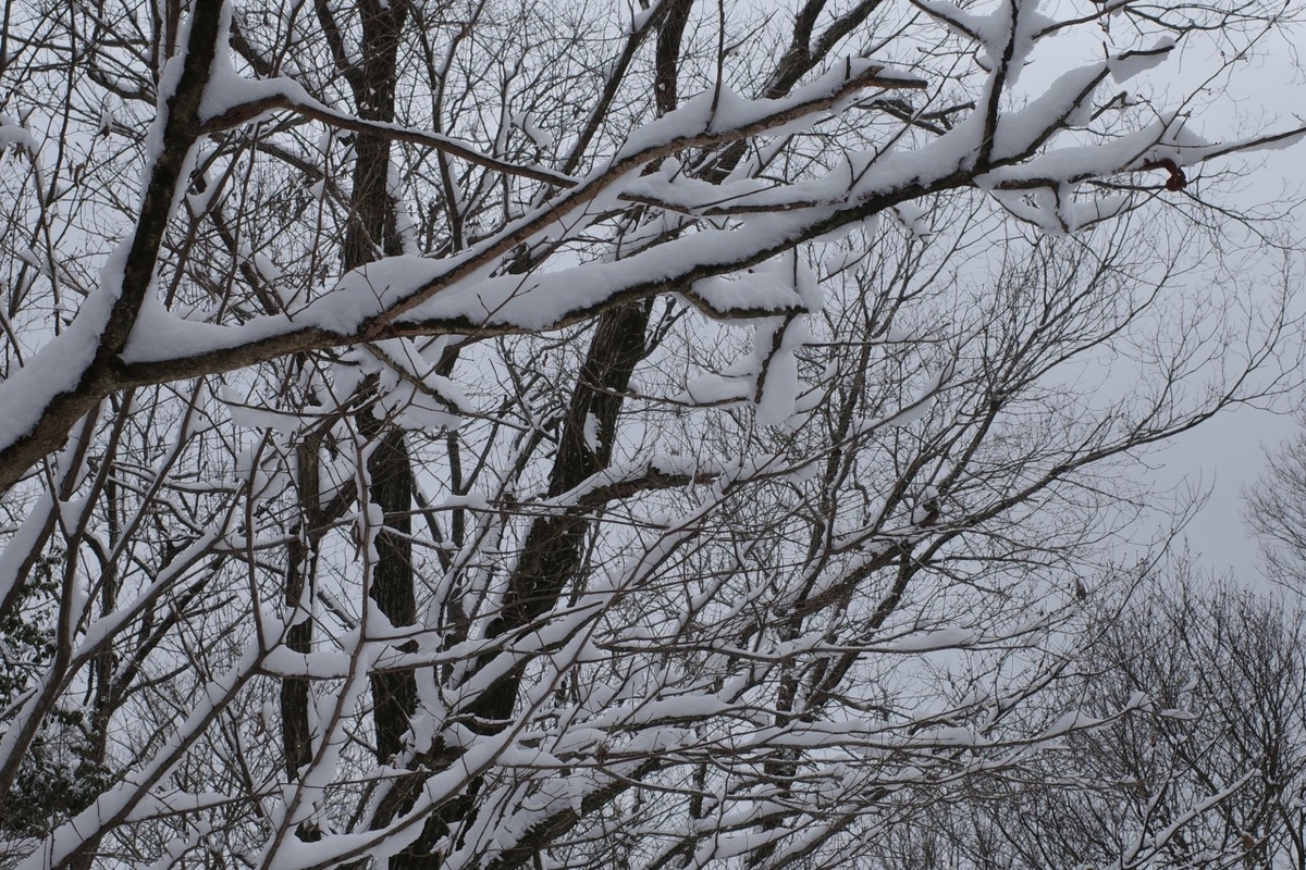 f:id:asahipontax:20220123165749j:plain