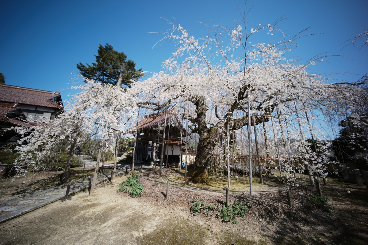 f:id:asahipontax:20220409223706j:plain