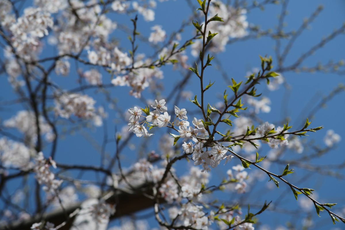 f:id:asahipontax:20220409223740j:plain