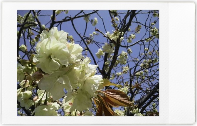 f:id:asahipontax:20220411011837j:plain