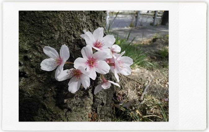 f:id:asahipontax:20220411011926j:plain