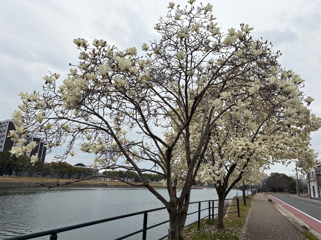f:id:asahipontax:20260325170937j:image