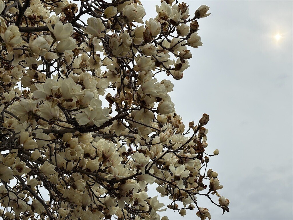 f:id:asahipontax:20260325170948j:image