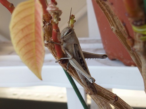 f:id:asahitei:20190614055324j:plain f:id:asahitei:20190614055324j:plain