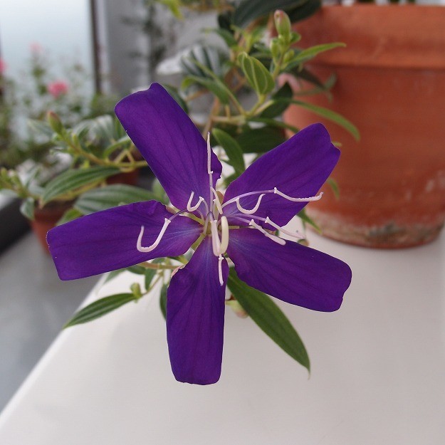 f:id:asahitei:20200921070720j:plain f:id:asahitei:20200921070720j:plain