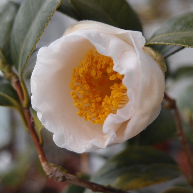 f:id:asahitei:20220210081703j:plain