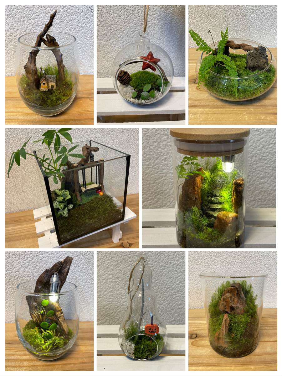 しんげつ 苔テラリウム 流木