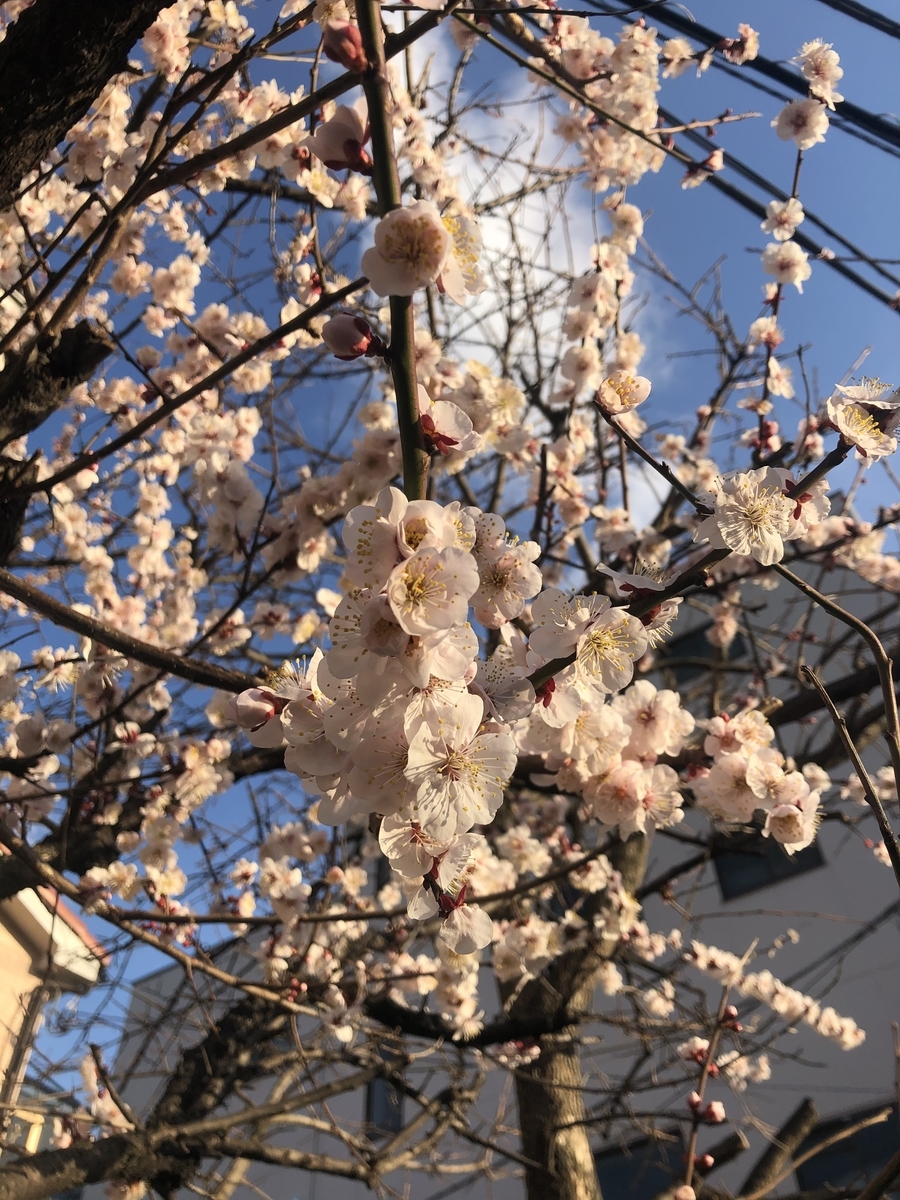 f:id:asakan10tyu:20210302231435j:plain