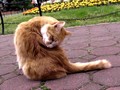 20080523030814