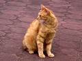 20080523030815