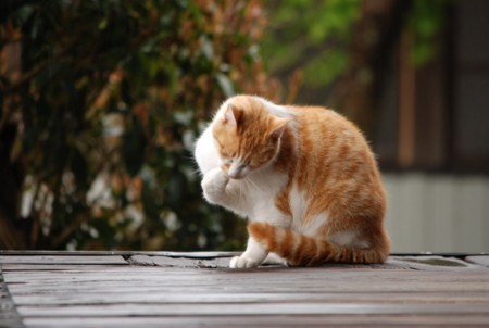 f:id:asakaze:20120331135143j:image